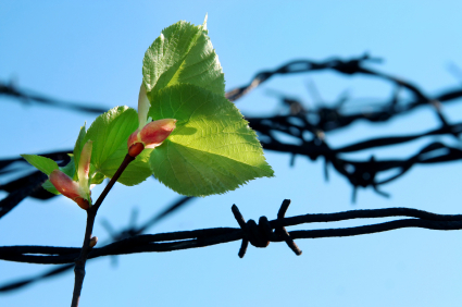 leaf and old barbed wire