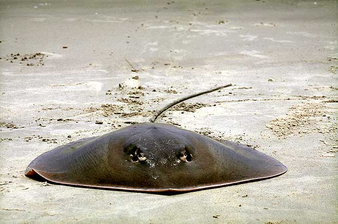 37590205-sidderrogmp